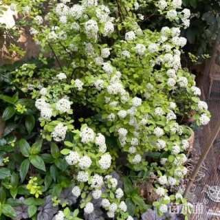 高度30厘米三裂绣线菊