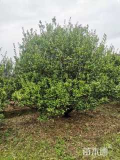 高度400厘米柑橘