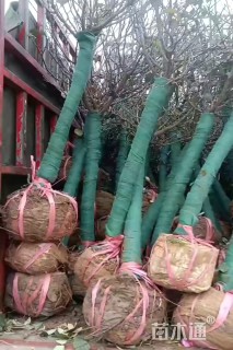 4公分高杆树状月季