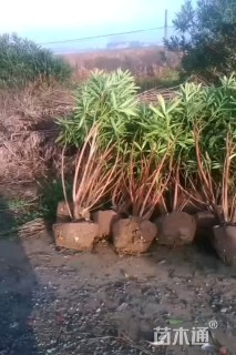 高度200厘米夹竹桃