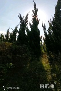 高度200厘米龙柏