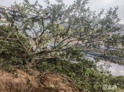 高度350厘米茶梅