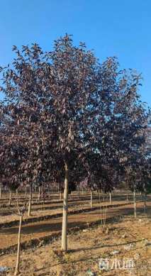 15公分紫叶稠李