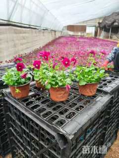 冠幅60厘米五色梅