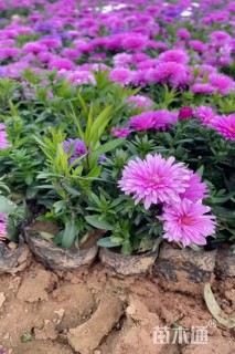 高度10厘米紫菀