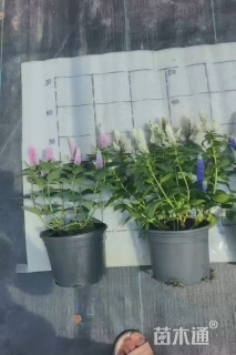 高度30厘米北美腹水草