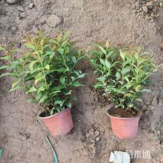 高度25厘米金山绣线菊