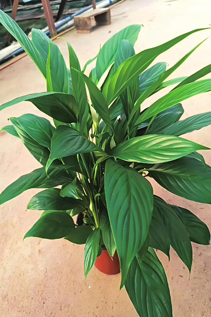 高度30厘米白鹤芋