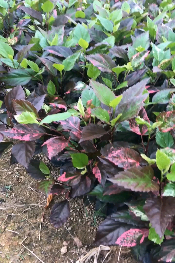 高度30厘米彩叶扶桑