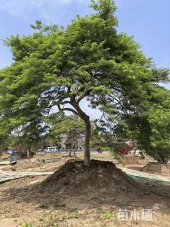 高度300厘米羽毛枫