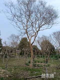 18公分紫薇