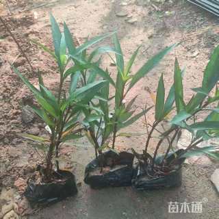 高度30厘米翠芦莉
