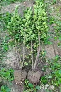 高度110厘米北海道黄杨