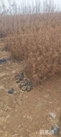 高度60厘米红柳