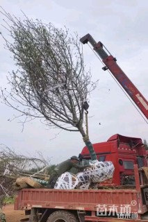 15公分紫玉兰