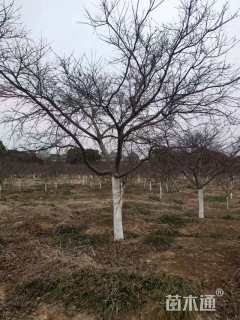 10公分日本红枫