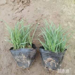 高度10厘米青绿苔草