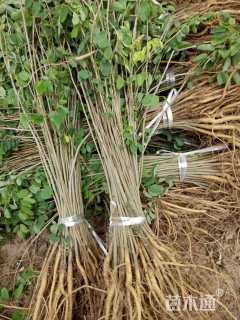 高度40厘米紫穗槐