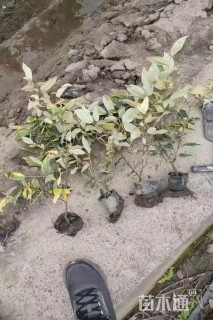 高度355厘米胡颓子