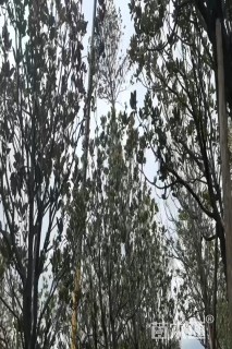 8公分广玉兰