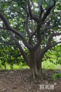 38公分香橼