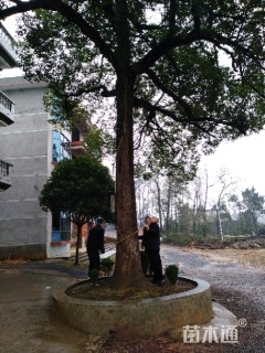 70公分香樟