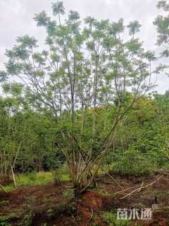 27公分(7杆)丛生蓝花楹