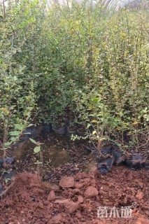 高度20厘米火棘