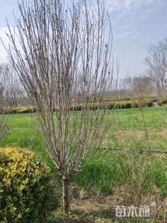 高度200厘米木槿