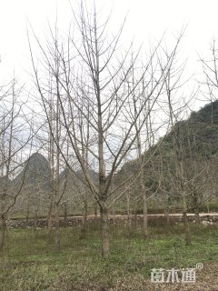 30公分银杏