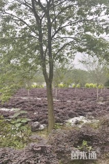 12公分黄花风铃木