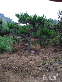 景观松