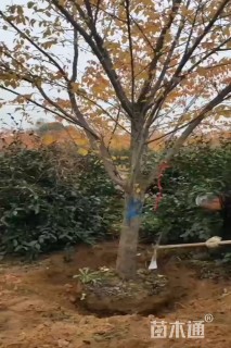 10公分染井吉野樱