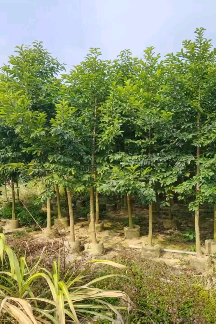 5公分红果冬青