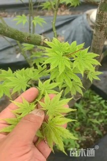 4公分红枫