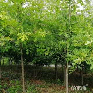 8公分舒玛栎
