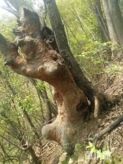 80公分造型榔榆