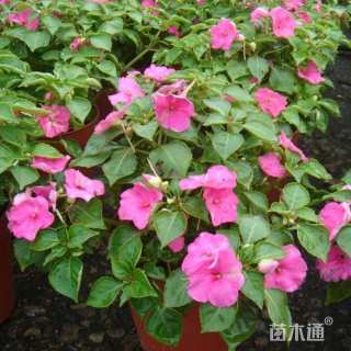 高度20厘米凤仙花