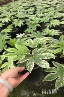 高度15厘米八角金盘