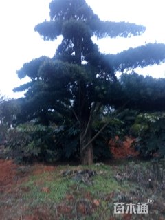 20公分造型罗汉松