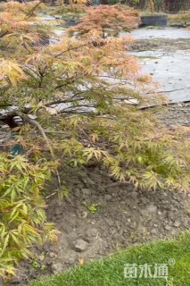 高度100厘米羽毛枫