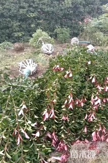 10公分高杆红叶石楠