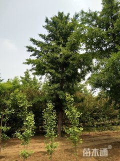 30公分银杏
