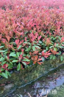 高度40厘米红花继木小苗