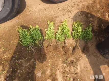 高度35厘米瓜子黄杨