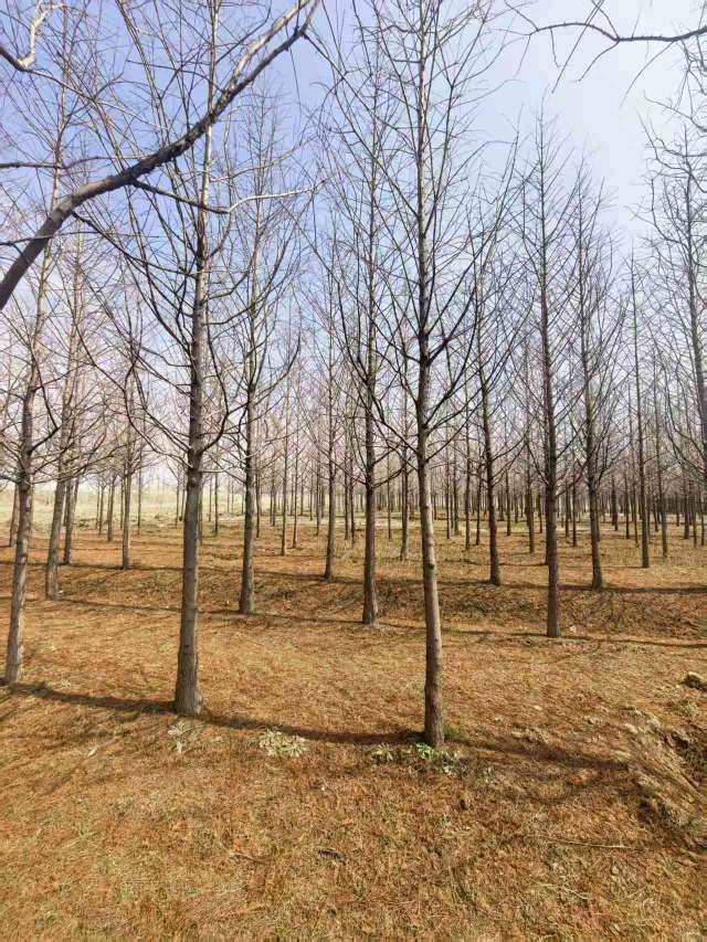 10公分水杉