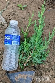 高度30厘米蜀桧