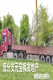 22公分元宝枫