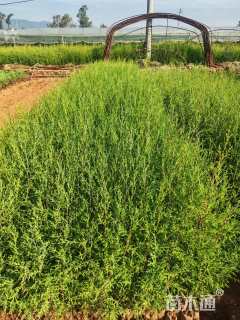 高度40厘米西藏柏木