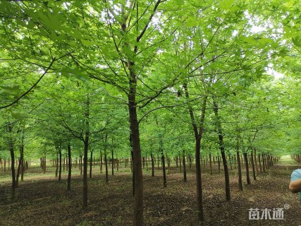 15公分银白槭